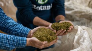 Botani employees holding hemp filler