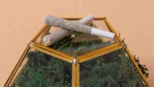 Two pre-rolled joints displayed with moss on a beige background