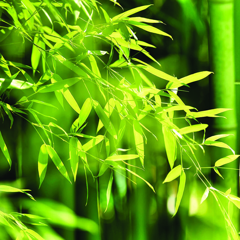 Asian Bamboo forest with morning sunlight.